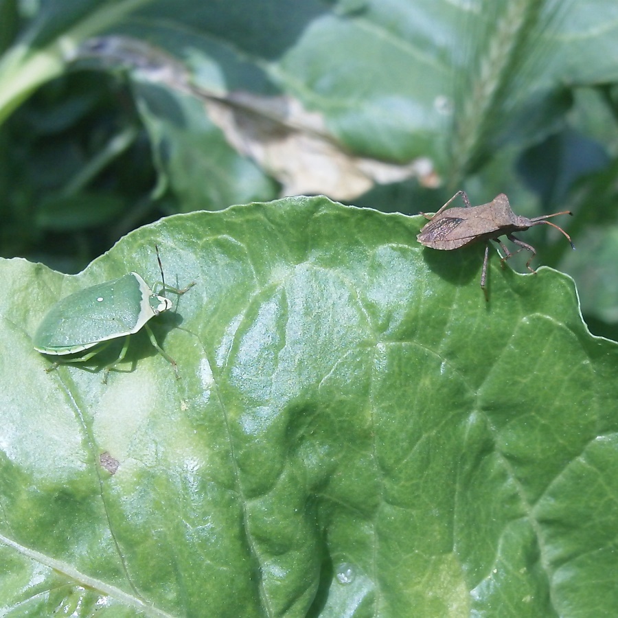 Pentatomidae