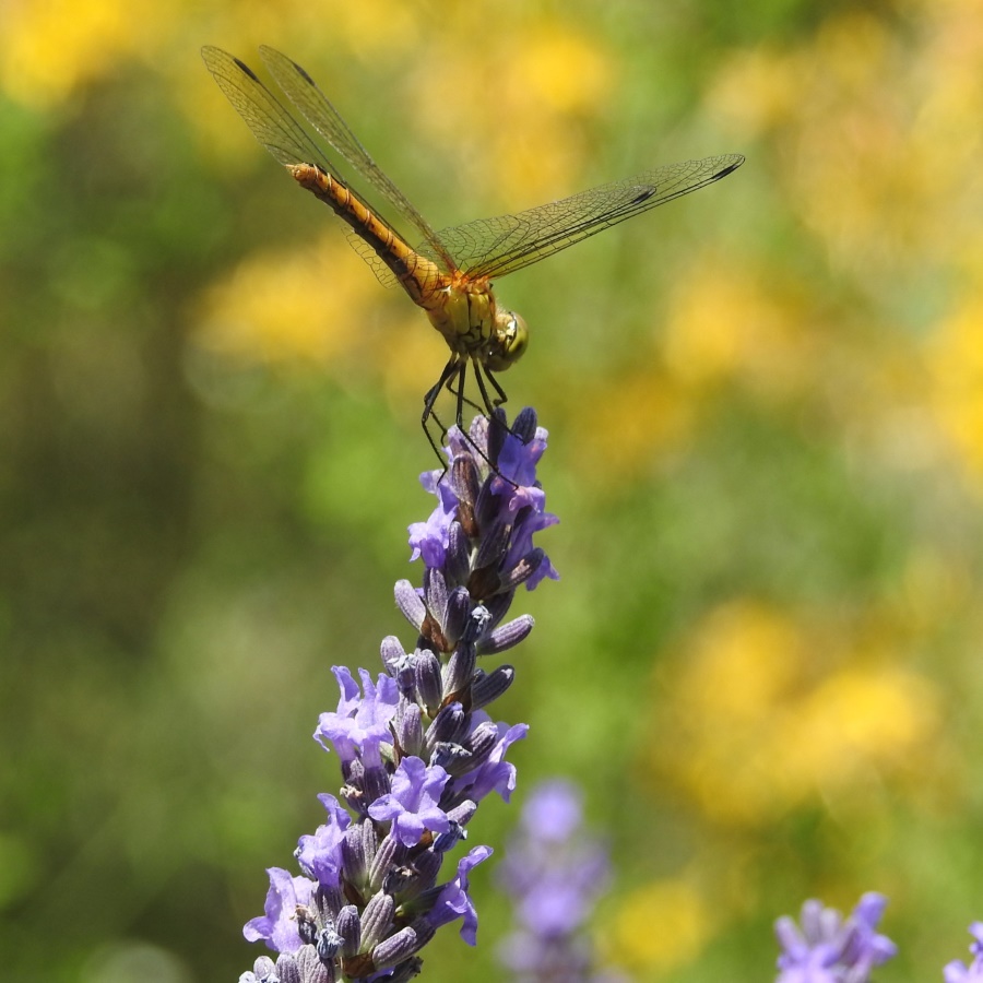 Odonata